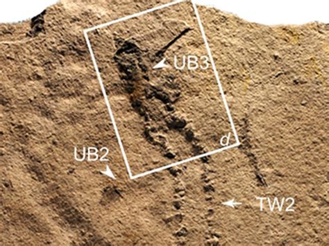 scientists discover oldest footprints  earth  southern china