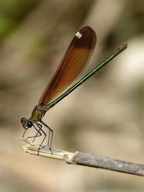 Libella Schwarz Libelle Calopteryx - Kostenloses Foto auf Pixabay