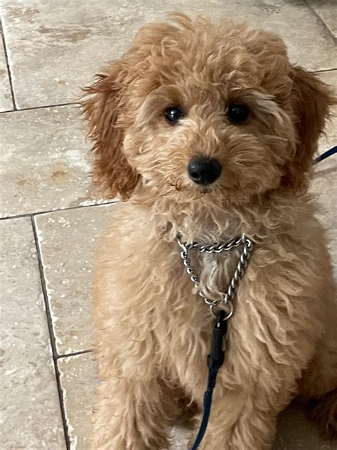 Micro Mini Goldendoodle Full Grown