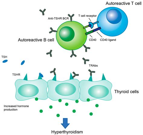 Characterizing the Interplay of Lymphocytes in Graves’ Disease