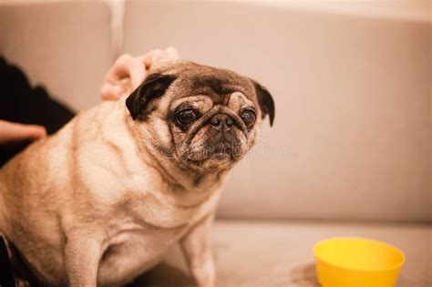 Wisdom in Wrinkles: the Timeless Charm of an Old Pug Stock Photo ...