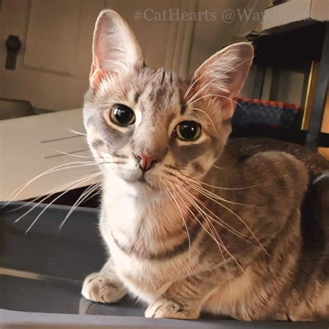 Cats say, This is not as fascinating as me. - Way of Cats