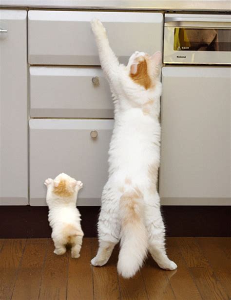 45 Animals With Their Cute Little Babies. Awesome!