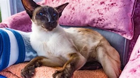 siamese cat body  body parts structure  functions