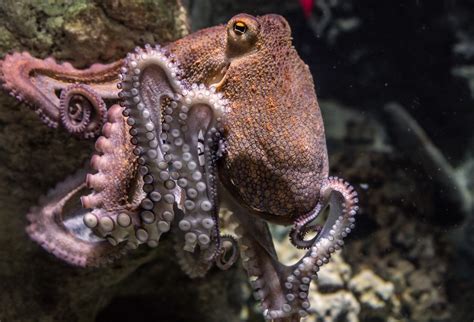 The 5 Legged Octopus – The Well-Adjusted Adult