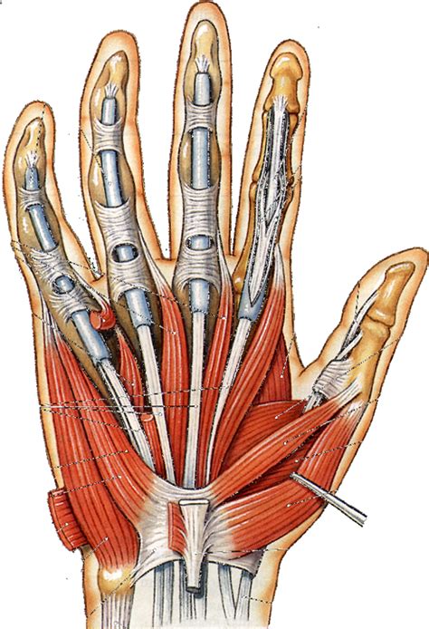 thenar compartment hypothenar compartment diagram quizlet