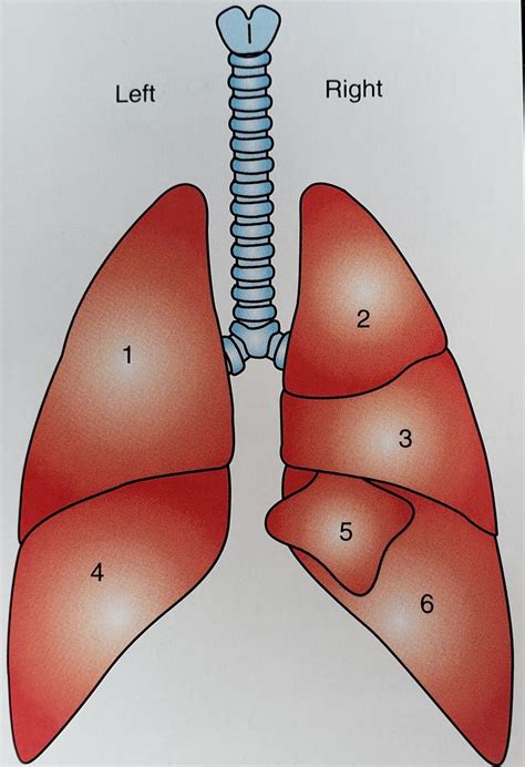 Solved Exercise Identity The Lobes Of The Lung Identify, 54% OFF