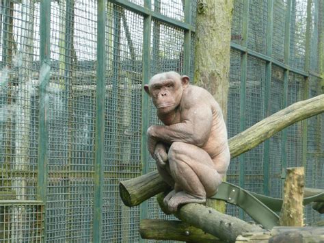 pin  dave short  hairless animals chimp chimpanzee hairless