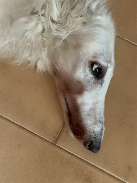 Why Is My Dogs Face Turning Brown at Oliver Lake blog