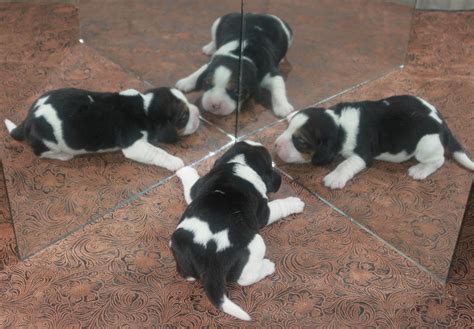 FOR SALE: Beagle Puppies for Sale, CR Beagles