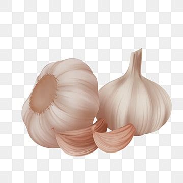garlic drawing poster png transparent images   vector