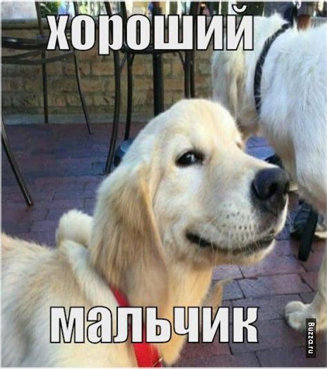 Хороший мальчик мем | Cute dog memes, Funny animals, Funny dog memes