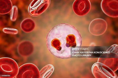 Protozoan Plasmodium Falciparum In The Stage Of Ring Form Tr High-Res ...