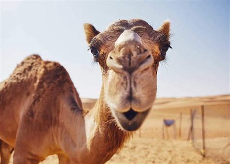 Camels Have 3 Eyelids: Here's Why (Facts and Functions) | Storyteller ...