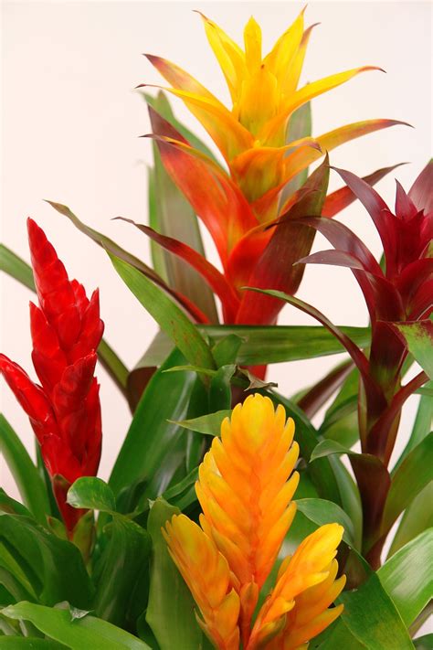 Bromeliads Guzmania Red · Free photo on Pixabay