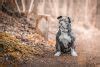 Staffordshire Bull Terrier Lifespan - What to Expect & How to Help a ...