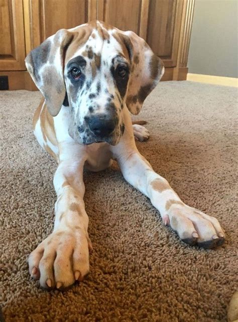 Fawnequin Great Dane Puppy