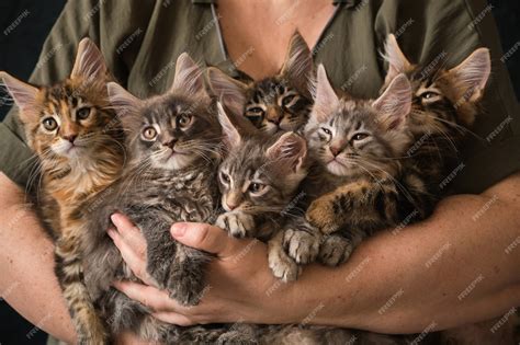 premium photo close     month  maine coon kittens