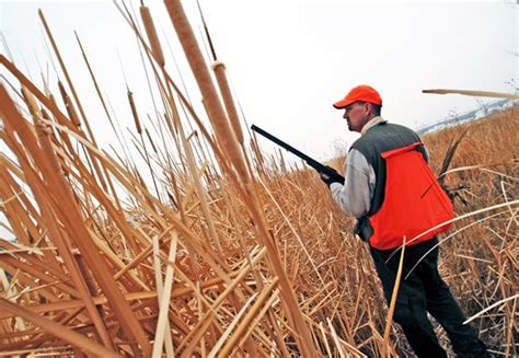 Upland Bird Hunting Tips: How to Find More Birds in November | Upland ...