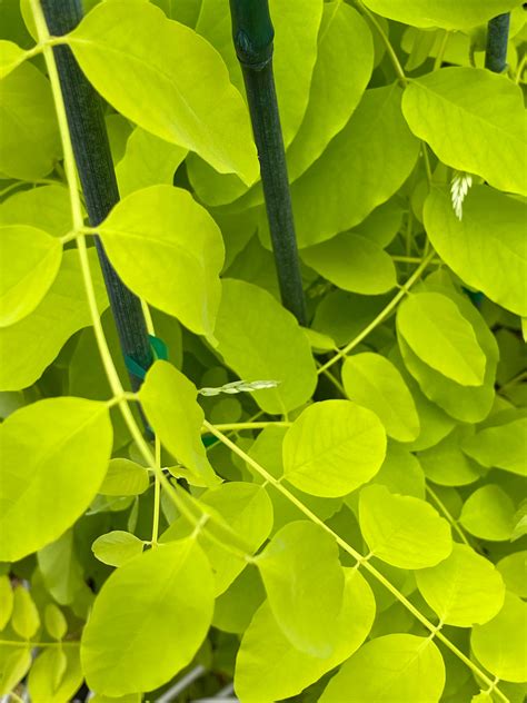 Robinia pseudoacacia, 'Frisia' Black Locust – Cricket Hill Garden