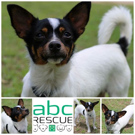 Toby - Small Male Chihuahua x Fox Terrier Mix Dog in QLD - PetRescue