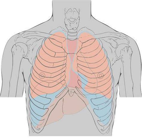 Pictures Of Chest