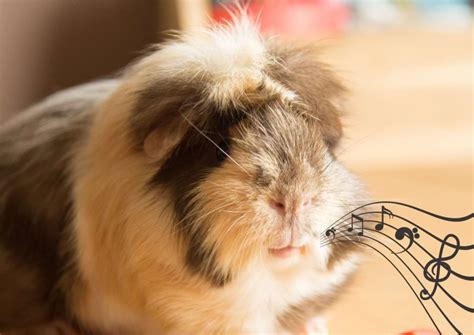 11 Ways to Make Your Guinea Pigs Happy | Animallama