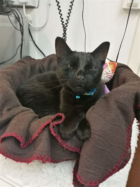 Animals for Sponsorship | Ferne Animal Sanctuary