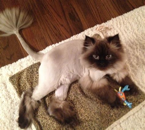 Cat grooming tips – Artofit