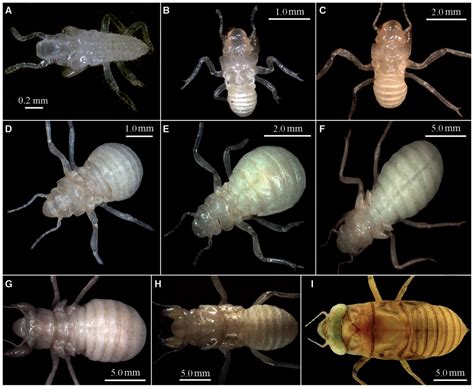 Ecology of Meimuna mongolica (Hemiptera: Cicadidae) Nymphs: Instars ...