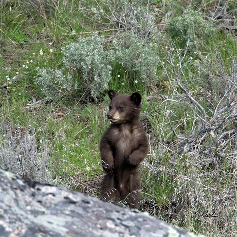 Standing Black Bear Cub Photograph by R Breslaw - Fine Art America