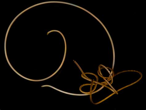 Parasitic Worms Images