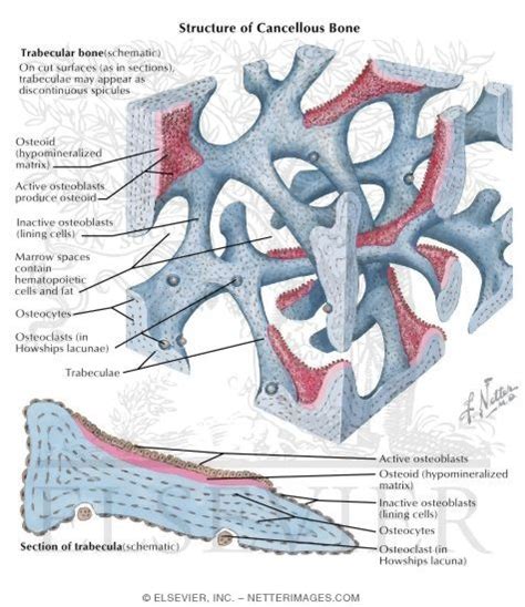 Trabecular Bone Structure