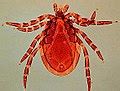 tick wikimedia commons