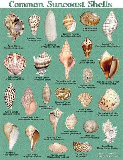 Shells commonly found on Florida beaches. | Sea shells, Shell beach ...