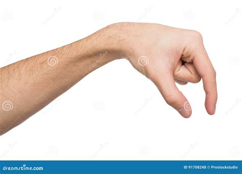 hand picking black olives  special tool  picking olives   sunny