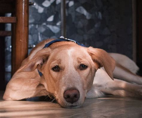 how to stop my dog from whining at night