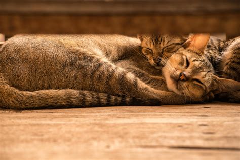 Cropped shot of domestic couple cuties cat sleeping. 6989242 Stock ...