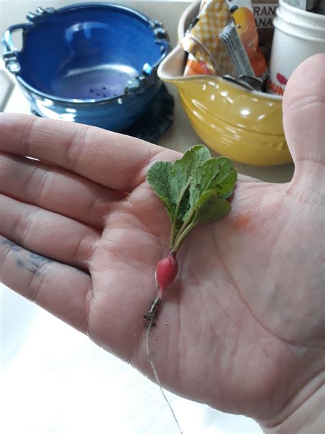 My first radish harvest! : gardening