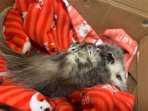 Animals in Distress? Mississauga Animal Services to the Rescue – City