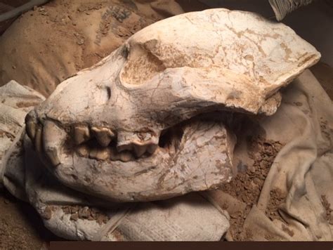 Cave Bear??? - Fossil ID - The Fossil Forum
