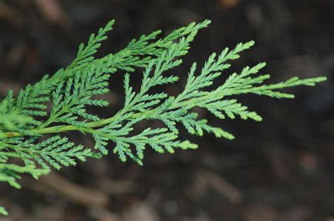 Leyland Cypress Trees: Fast Growth for Privacy