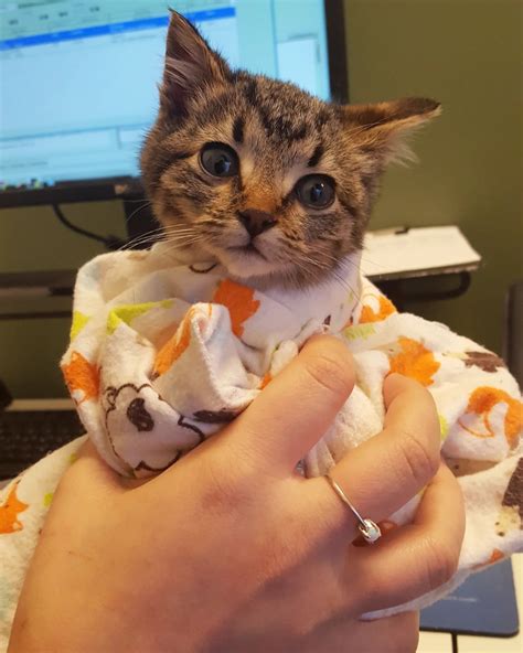 Pearl Animal Hospital | Portland OR