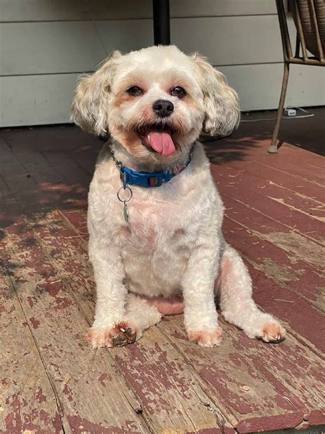 Go Groom Mobile Pet Grooming: Quality Pet Grooming Near You