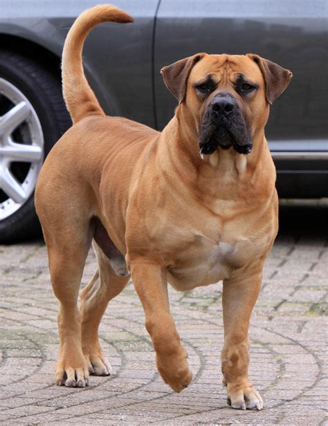 Boerboel Photos - Animal Expert