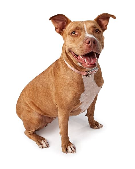 Pitbull: Coaticook attendra avant de légiférer - Le Progrès de Coaticook