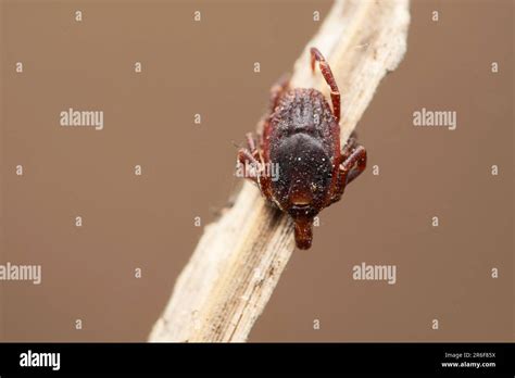 Hard bodied tick, Hyalomma marginatum at Satara, Maharashtra, India ...