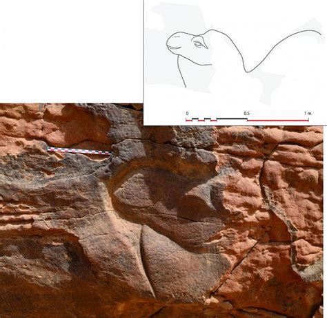 Life-Size Camel Carvings Found in the Saudi Desert