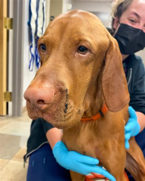 Timber rattlesnakes and northern copperheads: What to know about CT’s