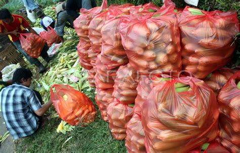 jagung manis antara foto